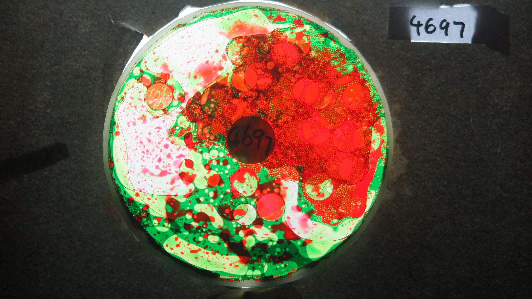 BV4697 bubble vision oil wheel